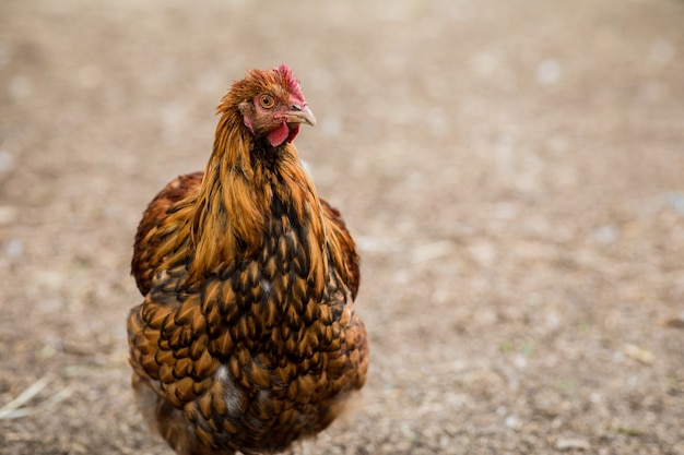 Pollo marrón y negro durante el día.