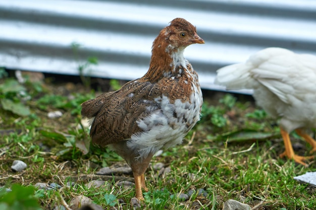 Pollo marrón y pollo blanco en el corral