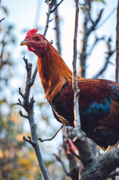 Pollo marrón y verde azulado en la rama de un árbol