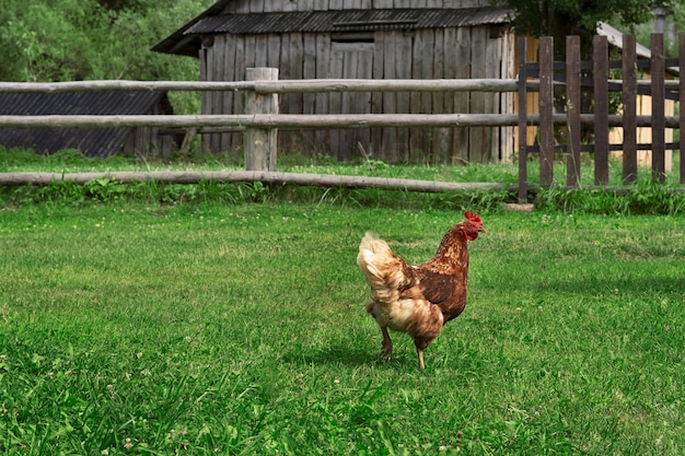 Pollo en la naturaleza con casa de madera.