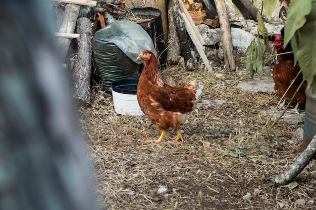 Foto gratuita pollo parado en el patio de una granja