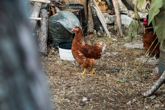 Pollo parado en el patio de una granja