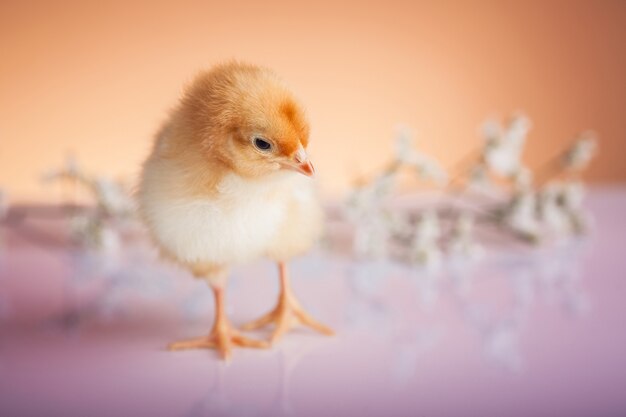 Pollo pequeño en decoraciones de colores pastel