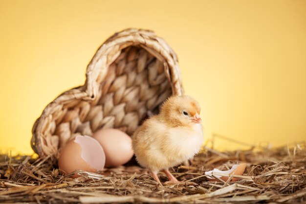 Pollo pequeño esponjoso en nido