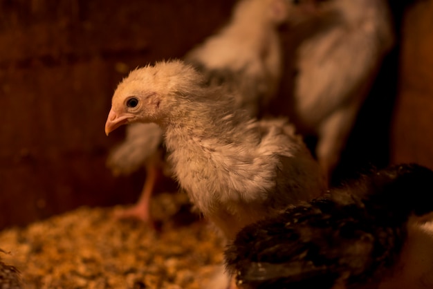 Pollos adorables en un gallinero