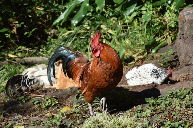 Pollos anidando bajo la atenta mirada de un gallo