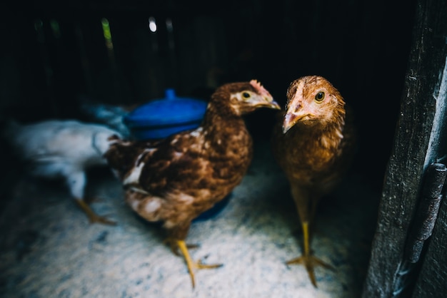 Pollos en el gallinero