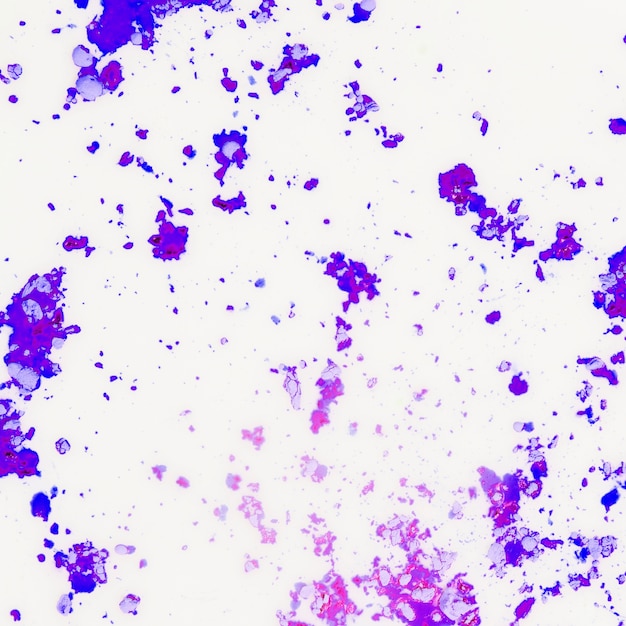 Polvo de color holi púrpura sobre fondo blanco