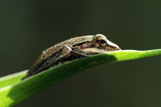 Polypedates leucomystax durmiendo sobre hojas verdes