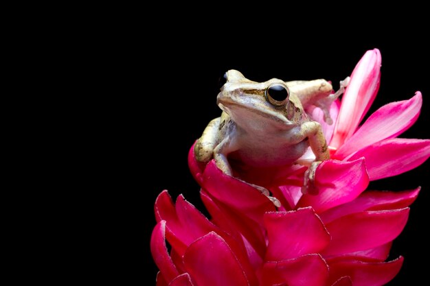 Polypedates leucomystax en flor roja con fondo negro