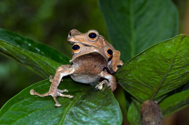 Polypedates otilophus primer plano sobre hojas verdes