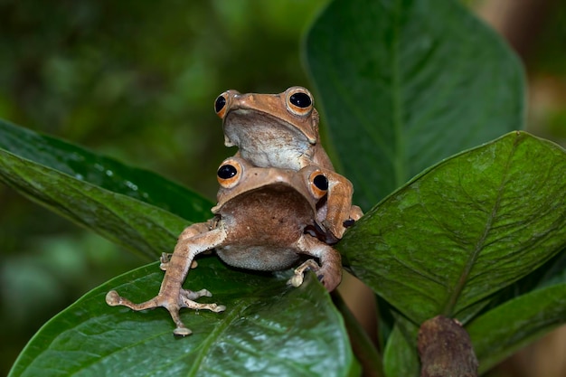 Polypedates otilophus sentado sobre hojas verdes