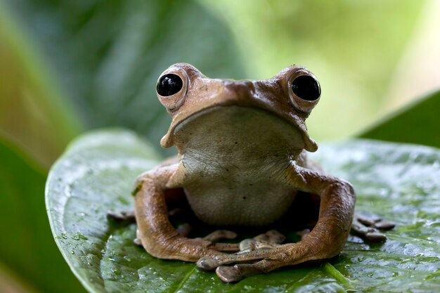 Polypedates otilophus sentado sobre hojas verdes