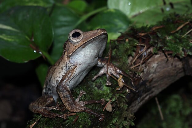 Polypedates otilophus sentado sobre hojas