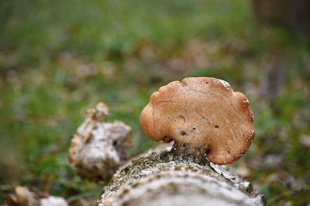 Polyporus squamosus maushrumn en el árbol en el bosque de primavera