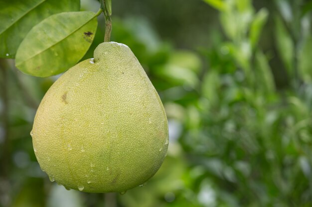 El pomelo verde se coloca en las ramas y tiene un borroso natural en la parte posterior.