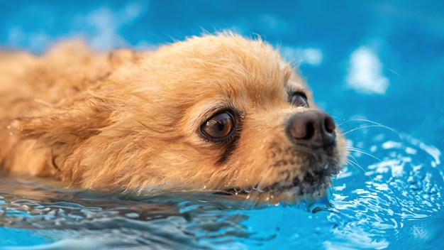 Pomerania nadando en una piscina