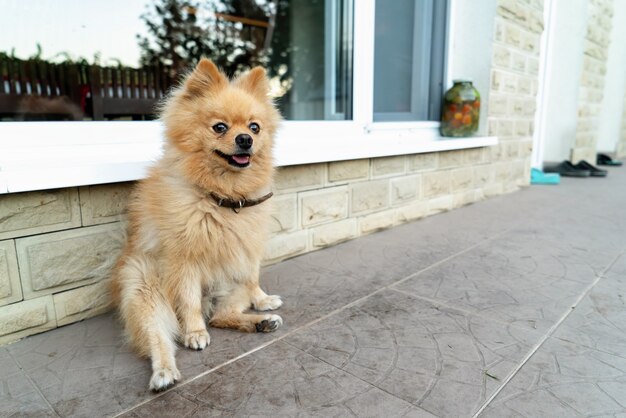 Pomerania con pelaje amarillo sentado cerca de la vivienda