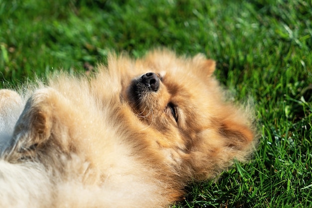 Pomerania con pelaje amarillo tumbado en la hierba en su espalda