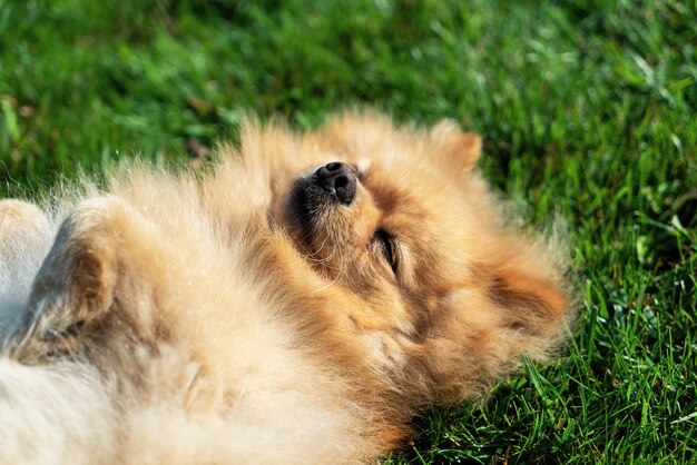 Pomerania con pelaje amarillo tumbado en la hierba en su espalda