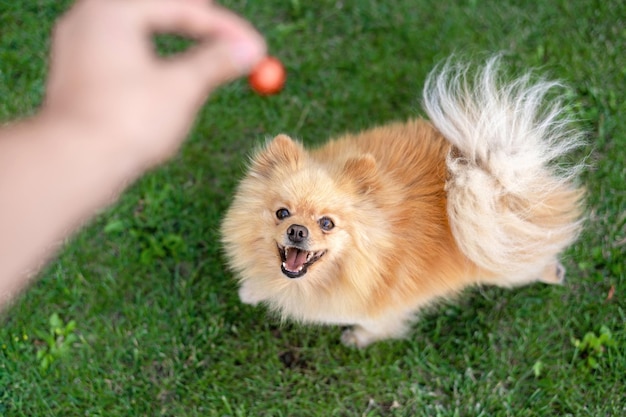 Foto gratuita pomerania con pelaje marrón