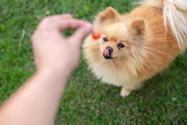 Foto gratuita pomerania con pelaje marrón