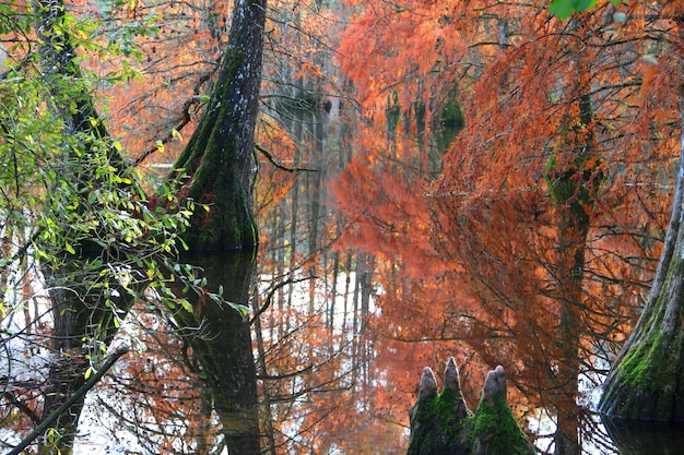 Foto gratuita pong rodeado de árboles rojos y verdes en el bosque