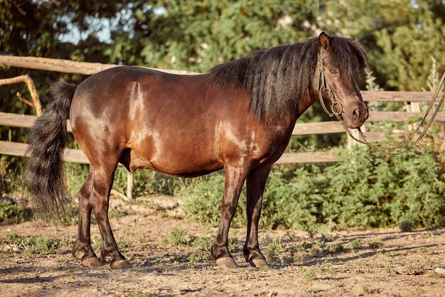 Pony marrón atado de pie en el paddock. Animales en el rancho.