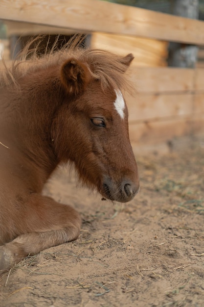 pony pelirrojo en el patio de la casa.