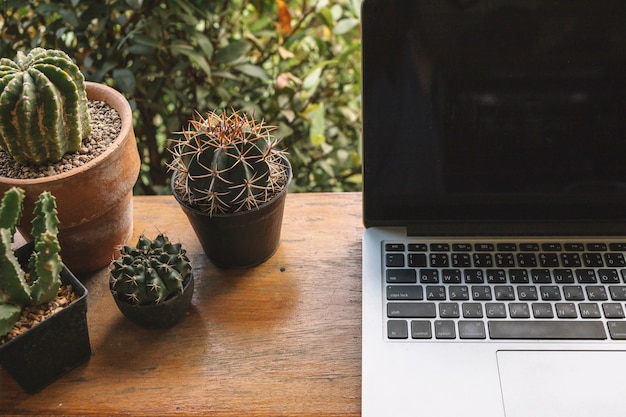 Portátil de cultivo cerca de cactus