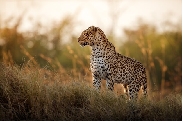 Pose de mujer leopardo africano en la hermosa luz del atardecer