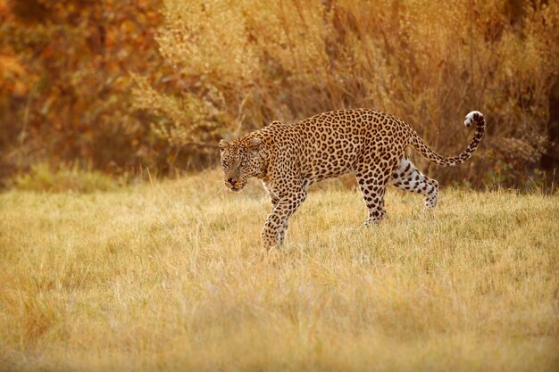 Pose de mujer leopardo africano en la hermosa luz del atardecer