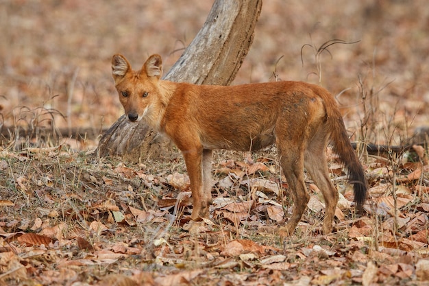 Pose de perro salvaje indio en el hábitat natural