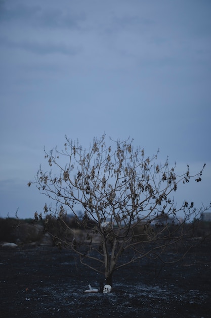 Posibilidad muy remota de un árbol otoñal con elementos de brujería