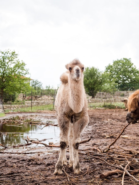 Posibilidad muy remota de llama blanca