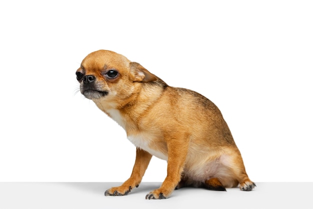 Potrait de pequeño lindo perro chihuahua posando aislado sobre fondo blanco studio