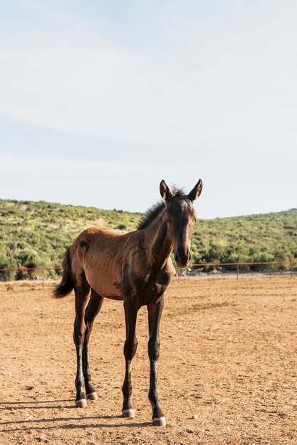 Potro de pura sangre en un campo de hierba