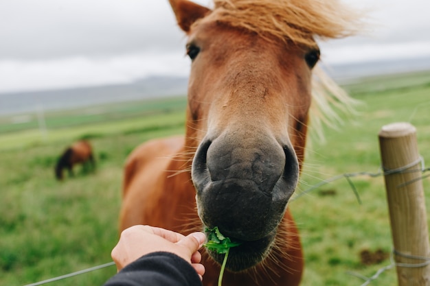 POV mujer alimenta a caballo salvaje