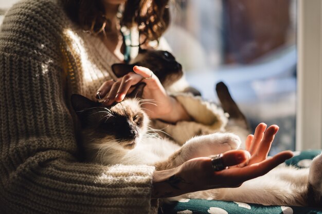 Pows de gato en mano de mujer