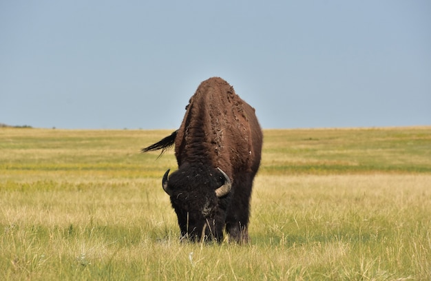 Pradera fantástica con un bisonte pastando en la hierba en Dakota del Sur.