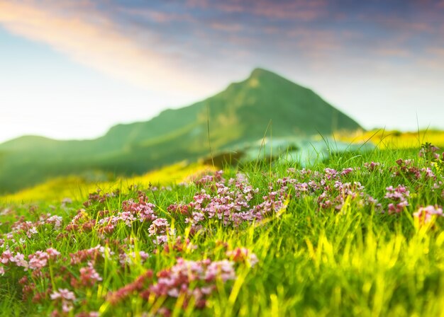 pradera de montaña en los Pirineos