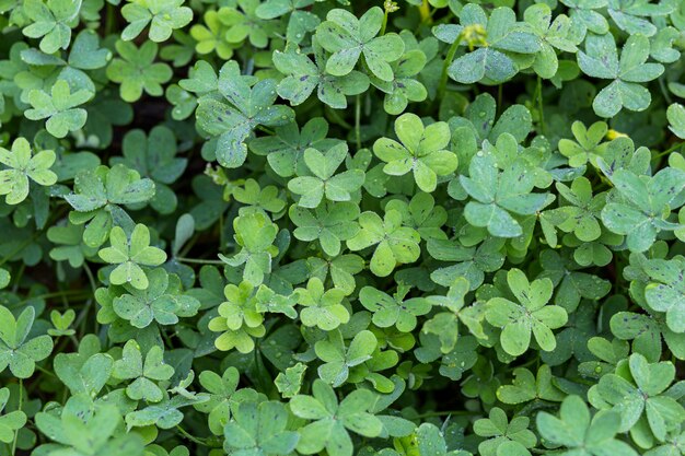 Pradera de muchas plantas verdes con rocío.