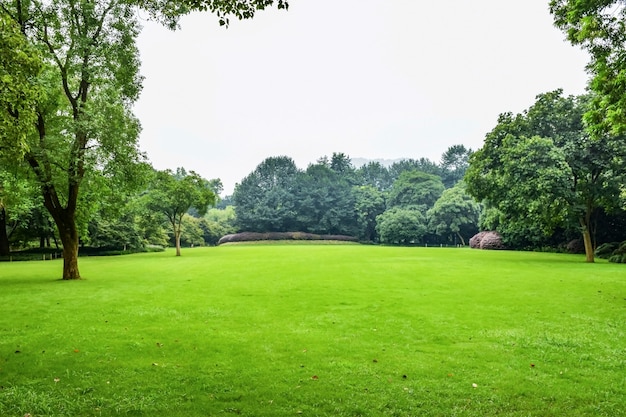 Prado verde con árboles frondosos