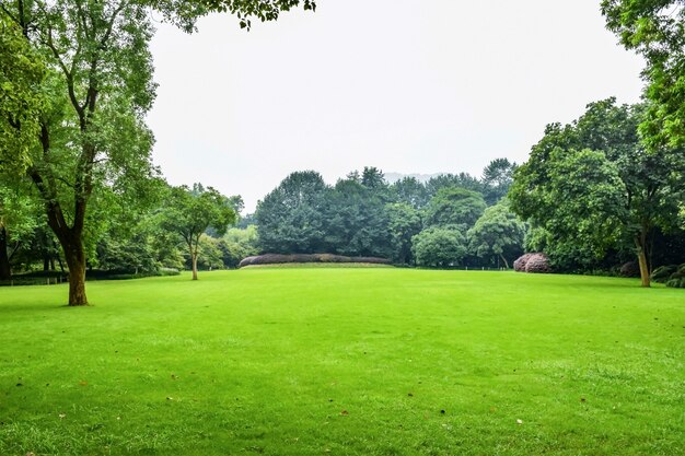 Prado verde con árboles frondosos