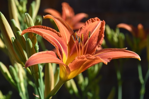 Preciosa azucena naranja y amarilla en primavera