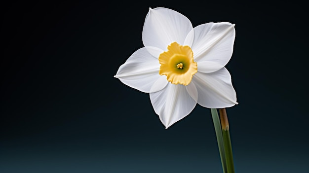 Una preciosa flor de narciso blanco.