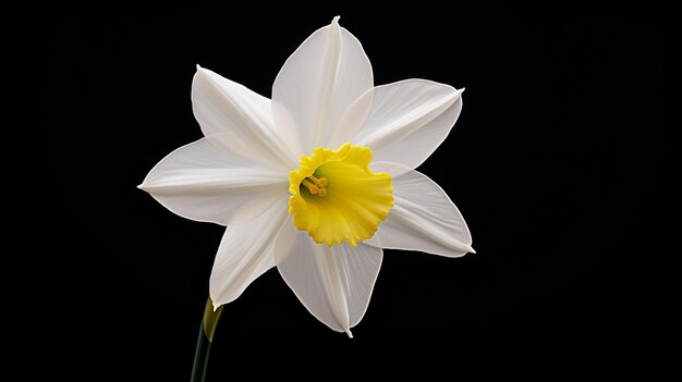 Una preciosa flor de narciso blanco.