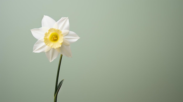 Una preciosa flor de narciso blanco.
