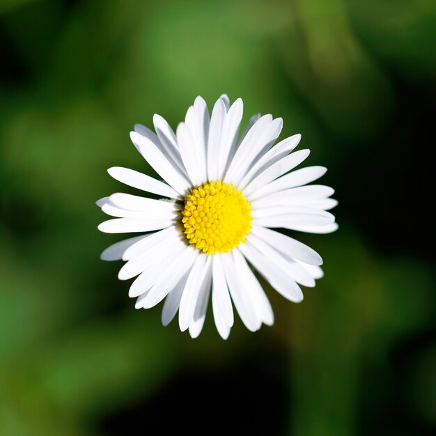 Preciosa margarita, con un corazón brillante en primavera.