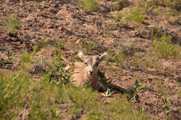 Foto gratuita precioso borrego cimarrón bebé relajante en el calor del día.